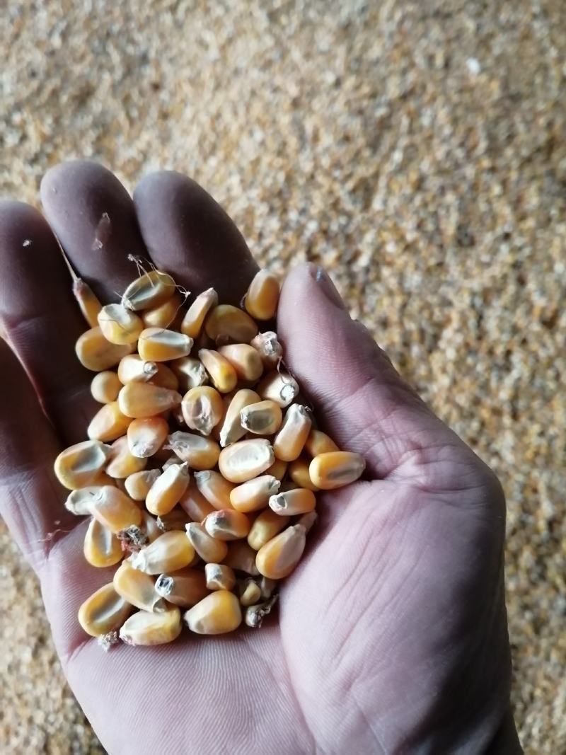 单县时楼镇金粮粮食专业合作社