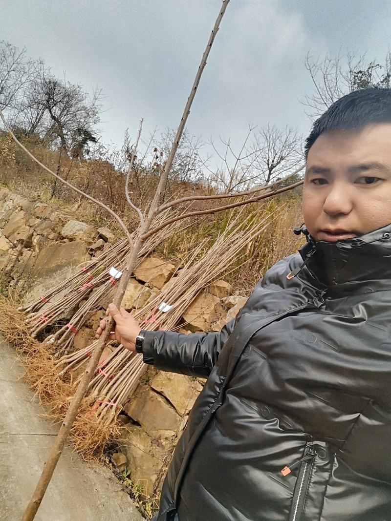 种苗樱花，河津樱，长势快，花期长。品种优良。