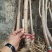 种苗樱花，河津樱，长势快，花期长。品种优良。