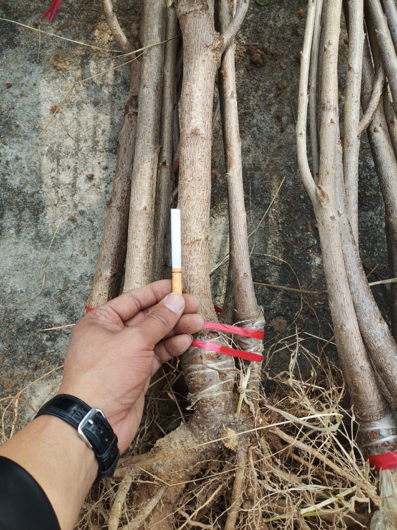 种苗樱花，河津樱，长势快，花期长。品种优良。