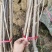 种苗樱花，河津樱，长势快，花期长。品种优良。