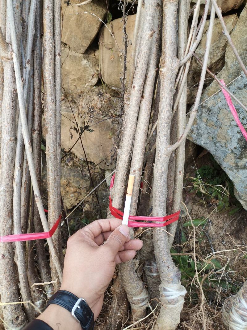 种苗樱花，河津樱，长势快，花期长。品种优良。