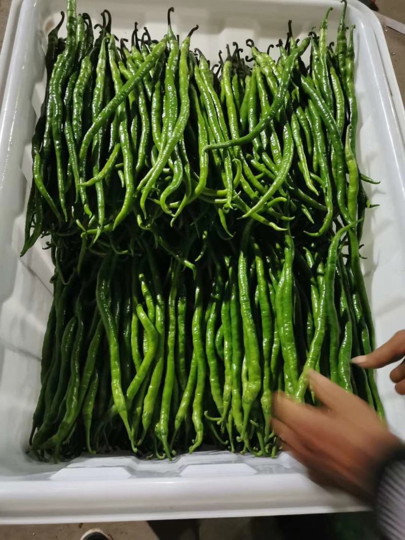 兰陵精品线椒大量低价供货，角形细长，全国供货