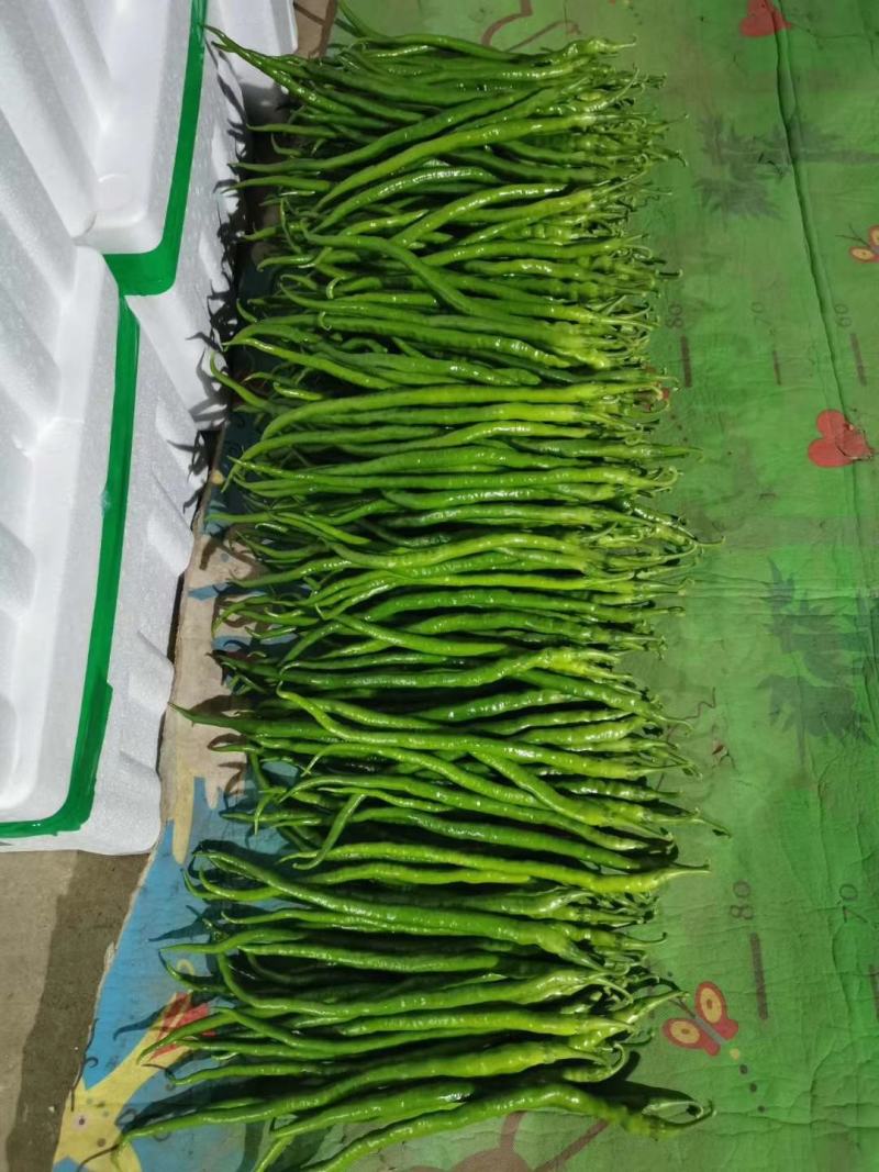 兰陵精品线椒大量低价供货，角形细长，全国供货