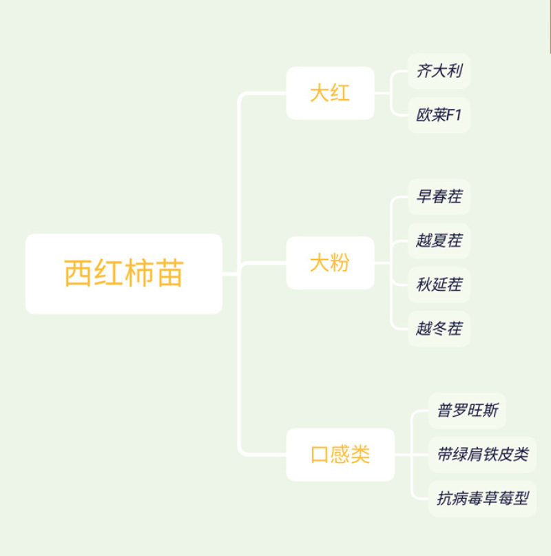 西红柿苗越冬西红柿苗大粉番茄苗耐寒抗死棵高抗病毒