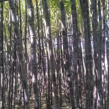 定年货粤北英德还大量黑皮甘蔗，欢迎各地老板前来订购！