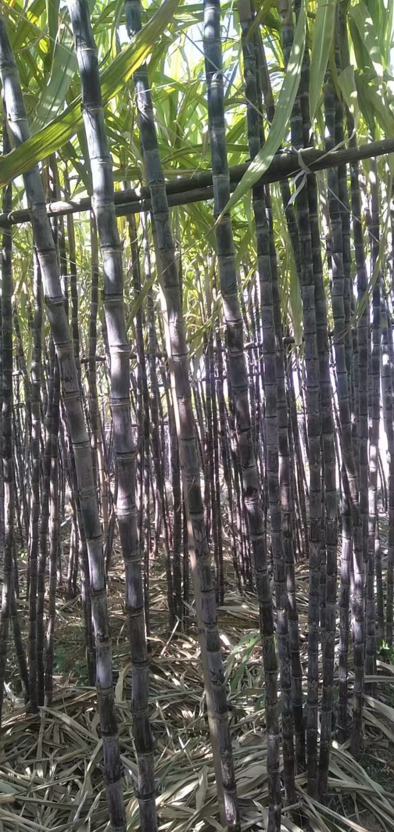 定年货粤北英德还大量黑皮甘蔗，欢迎各地老板前来订购！