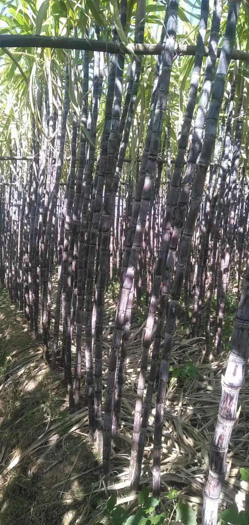 定年货粤北英德还大量黑皮甘蔗，欢迎各地老板前来订购！