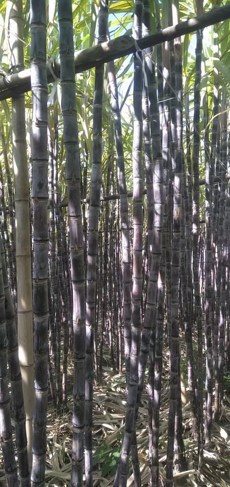 定年货粤北英德还大量黑皮甘蔗，欢迎各地老板前来订购！