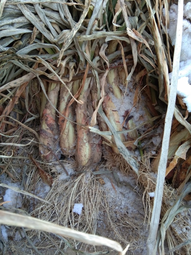 陕北米脂红葱大量出售