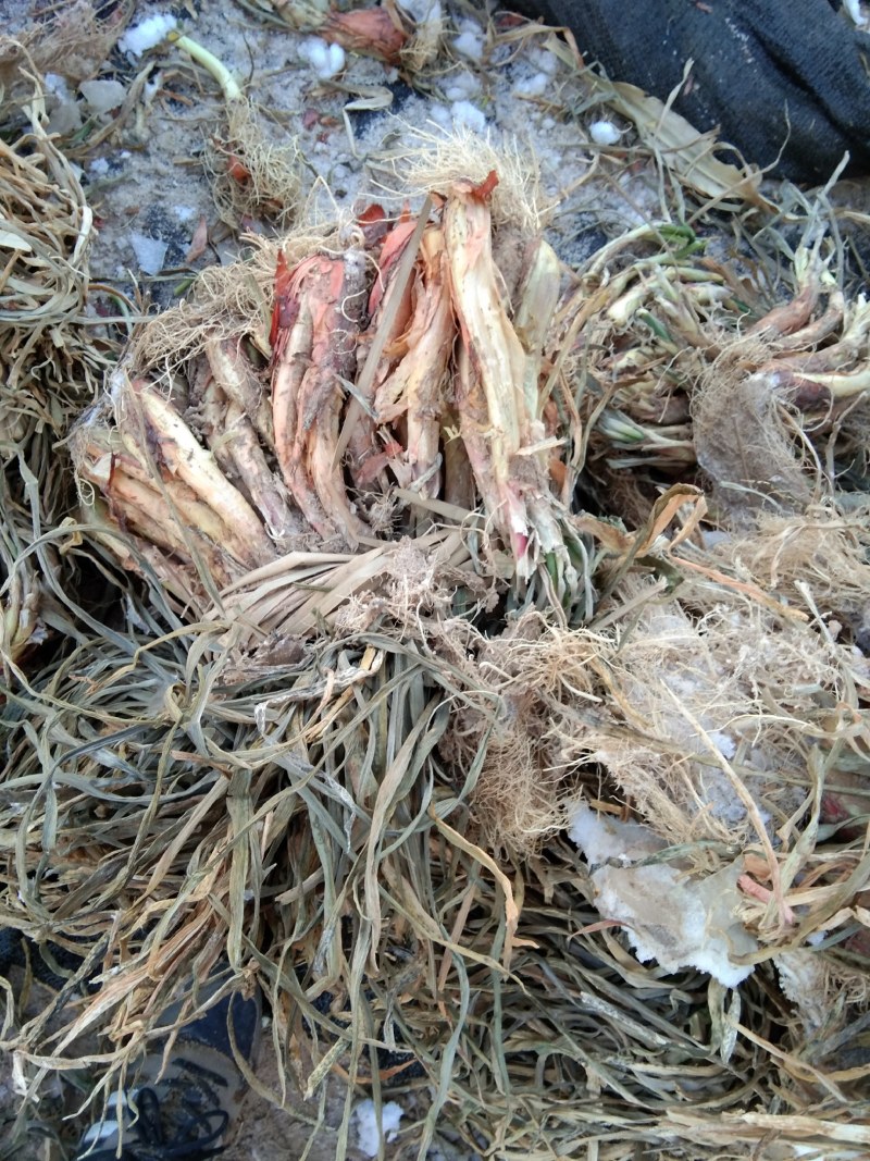 陕北米脂红葱大量出售
