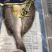 开背海鲈鱼，600-700标准个头，酒店专供……