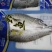 开背海鲈鱼，600-700标准个头，酒店专供……