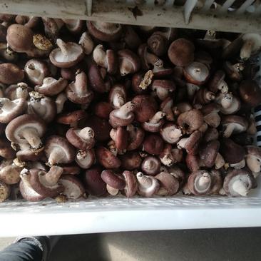 河北唐山遵化产地小香菇，颜色靓丽品质保证，一手货源