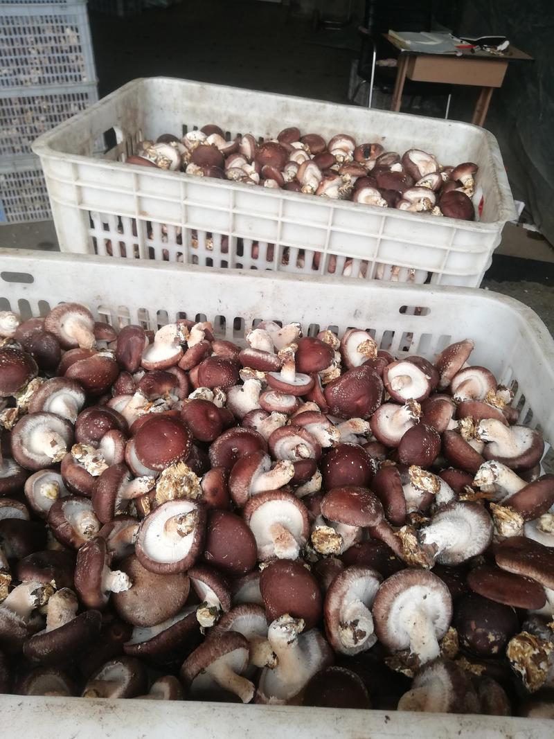 河北唐山遵化产地小香菇，颜色靓丽品质保证，一手货源