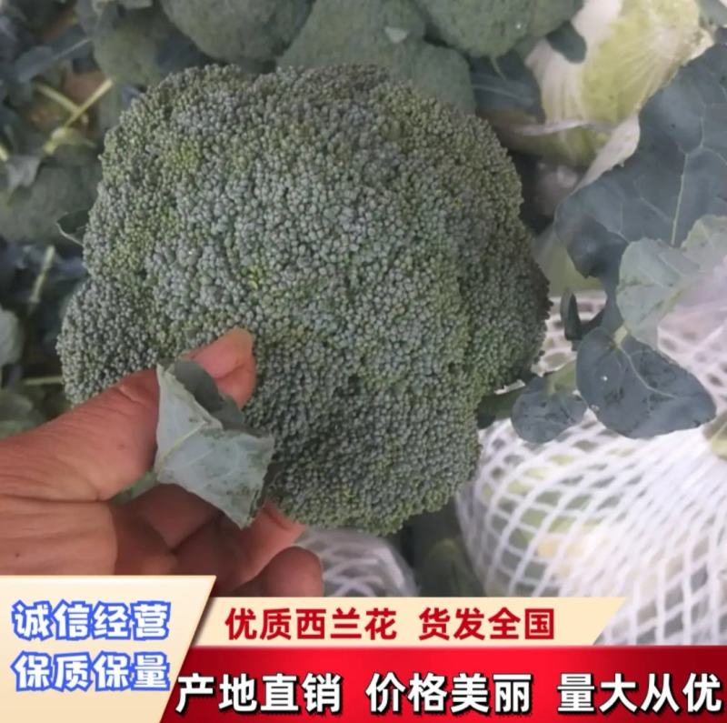 浙江台州宁波西兰花台州万亩种植产地代办发货大量上市中