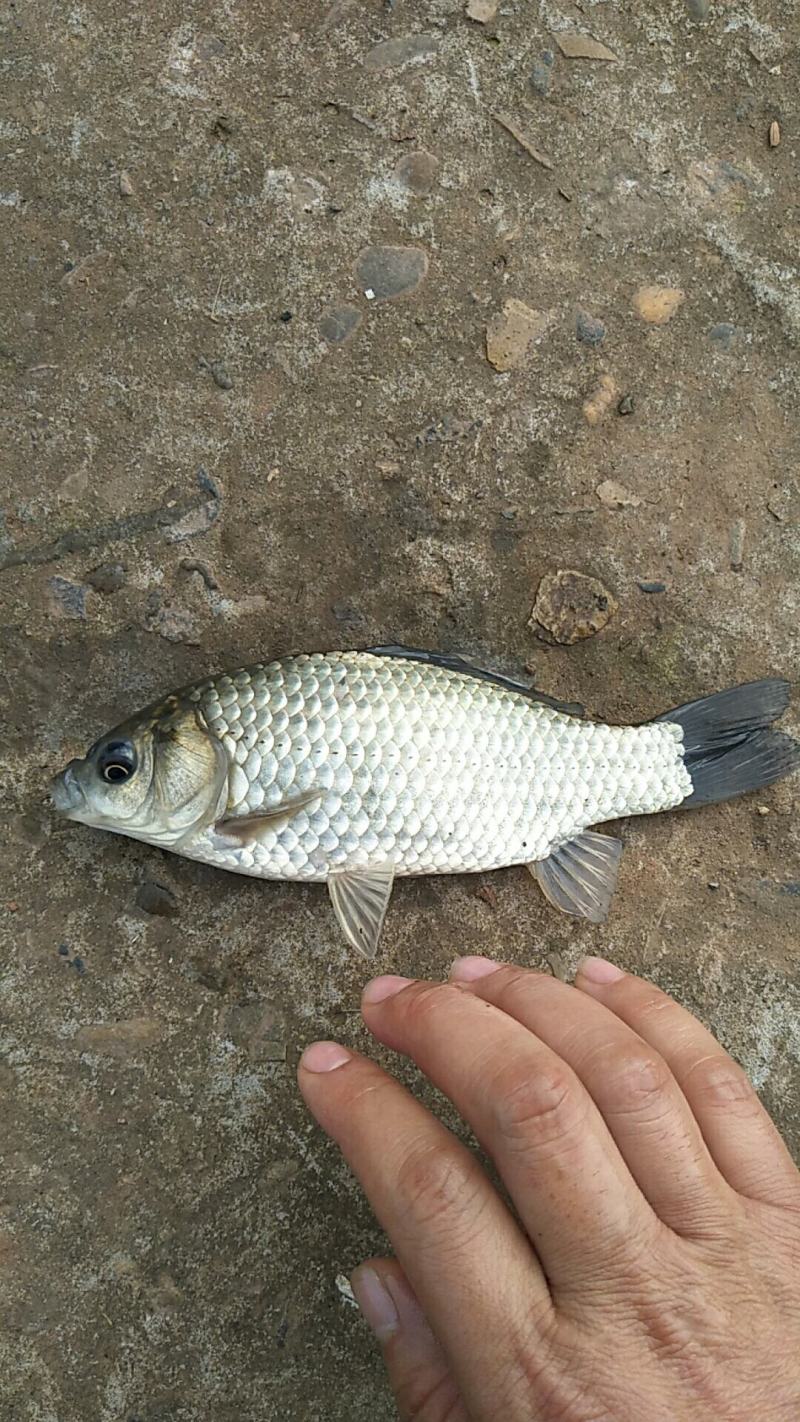 鲫鱼，各种规格鲫鱼，专做垂钓园，成活率高，耐运输