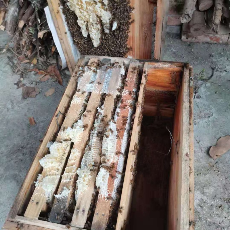 精品好货鸭脚木原生态蜂蜜，冬蜜欢迎咨询下单