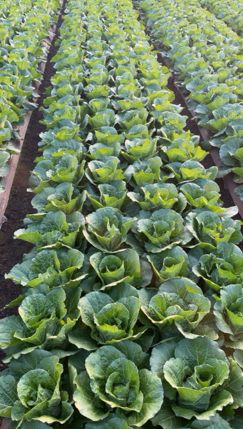 大白菜苗，抗病好，产量高，基地直供，价优