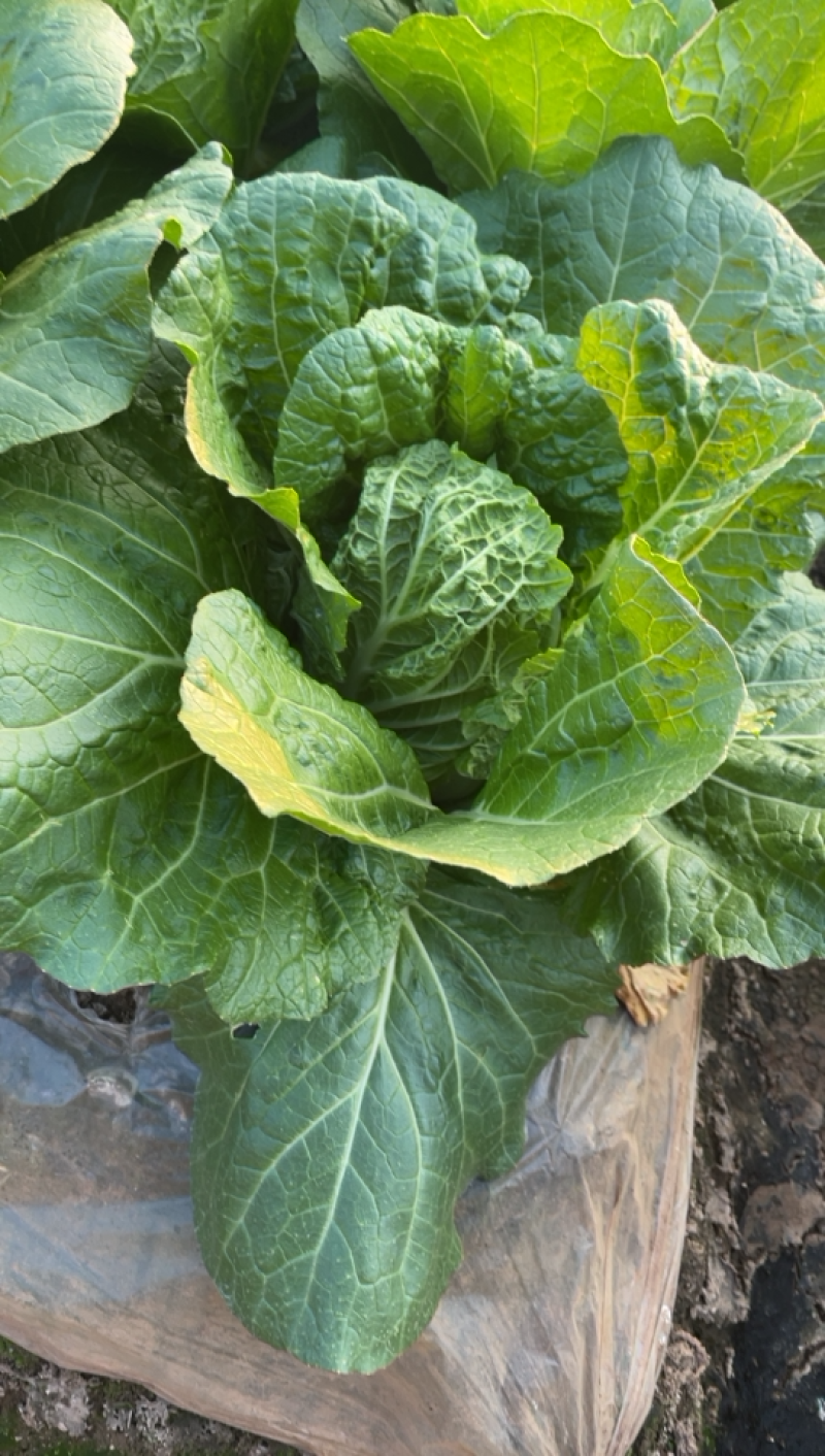 大白菜苗，抗病好，产量高，基地直供，价优
