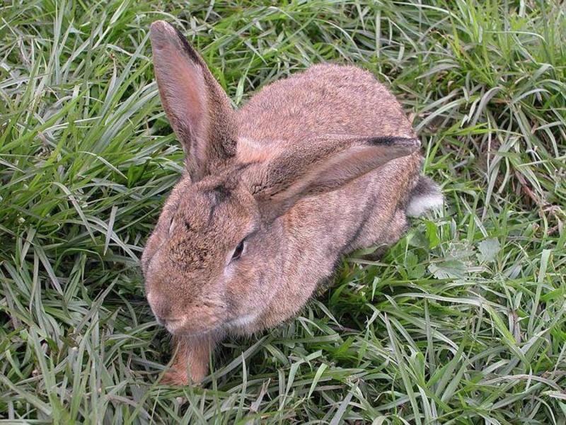 比利时兔种兔基地养殖货源充足量大从优提供技术支持