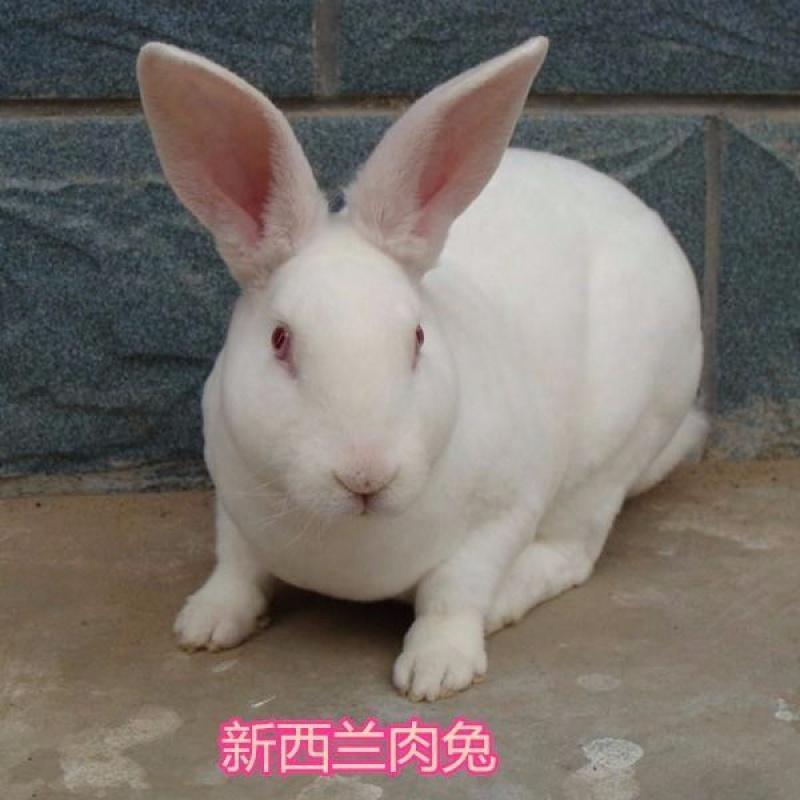 新西兰种兔山东养殖基地直发包技术包回收量大从优