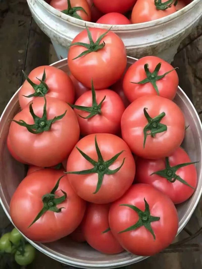 精品硬粉西红柿，全程蜜蜂授粉。。。。。。