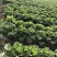 供应优质生菜🥬|意大利生菜|团生菜|云南生菜