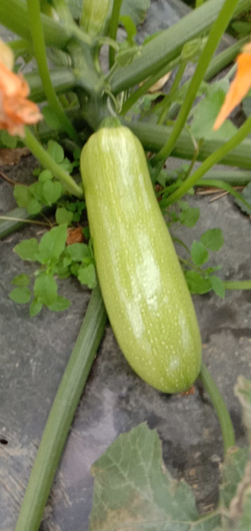 广西田东白银村西葫芦