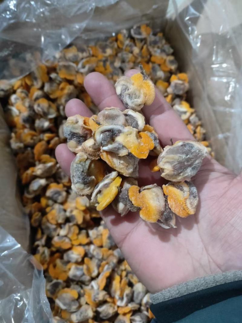 【产地直供】毛蛤蜊肉单冻毛蛤肉血哈肉江苏海鲜水产
