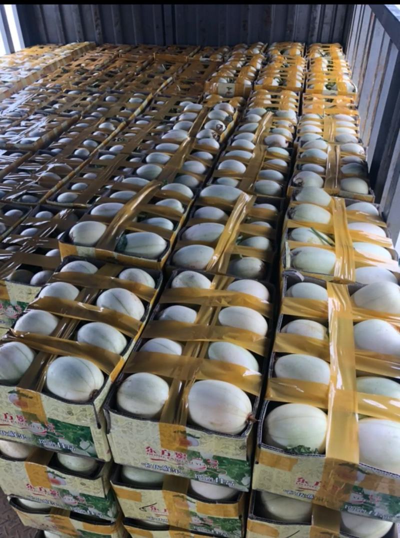 精品东方蜜1号浙江台州甜瓜散装统一打包代发对接市场商超