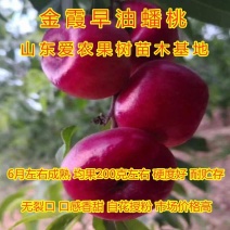 金霞早油桃苗嫁接新品种桃树苗南北方种植蟠桃油桃树苗