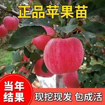 苹果树苗富10苹果新品种鲁丽华硕维纳斯品种