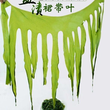 裙带菜叶火锅麻辣烫熬汤顺滑爽口海洋中珍品裙带菜叶包邮