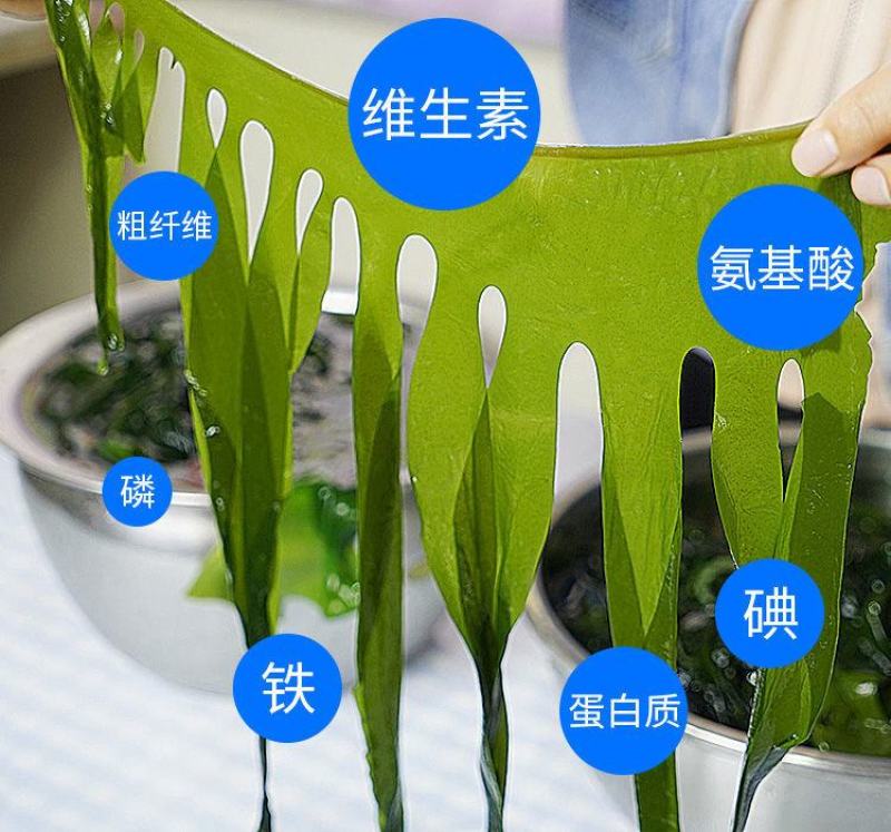 裙带菜叶火锅麻辣烫熬汤顺滑爽口海洋中珍品裙带菜叶包邮