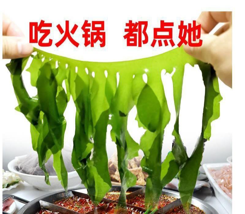 裙带菜叶火锅麻辣烫熬汤顺滑爽口海洋中珍品裙带菜叶包邮