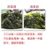 裙带菜叶火锅麻辣烫熬汤顺滑爽口海洋中珍品裙带菜叶包邮