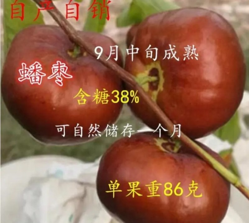 新品种蟠枣苗冬枣《速生生长速度快》成活率高耐旱