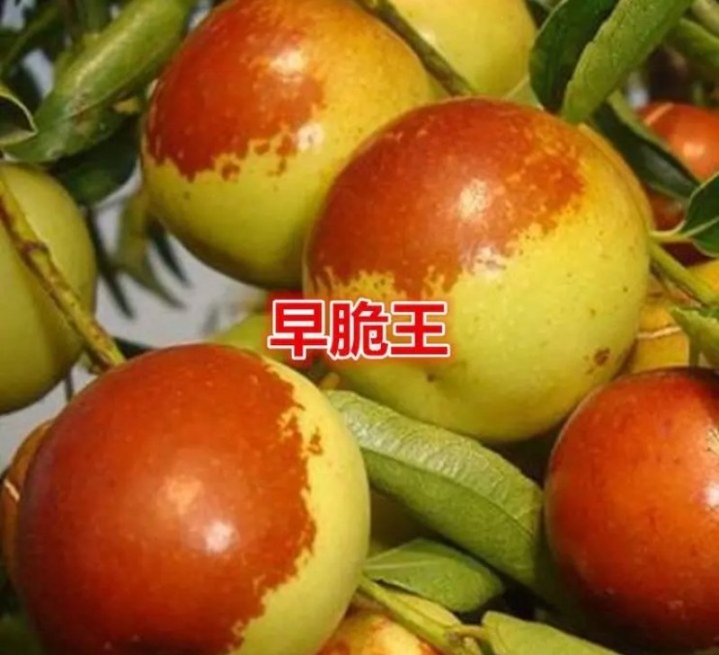 新品种蟠枣苗冬枣《速生生长速度快》成活率高耐旱