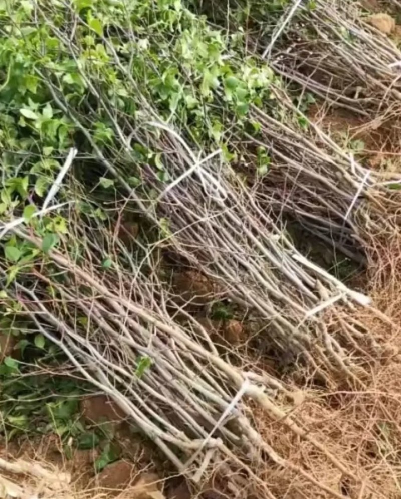 新品种蟠枣苗冬枣《速生生长速度快》成活率高耐旱