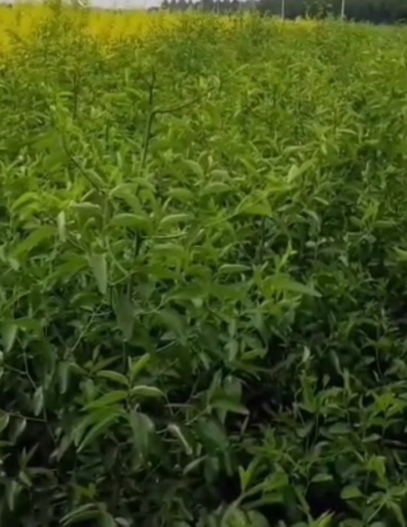 新品种蟠枣苗冬枣《速生生长速度快》成活率高耐旱