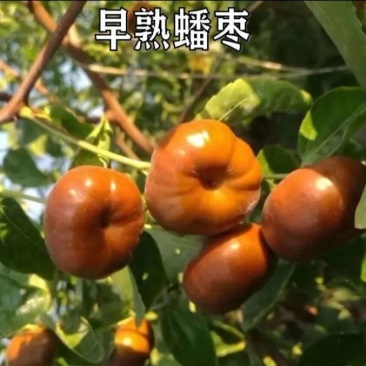 新品种蟠枣苗冬枣《速生生长速度快》成活率高耐旱