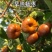 新品种蟠枣苗冬枣《速生生长速度快》成活率高耐旱