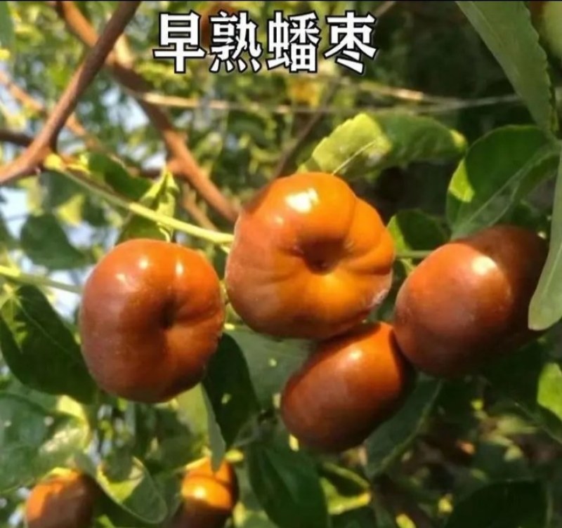 新品种蟠枣苗冬枣《速生生长速度快》成活率高耐旱