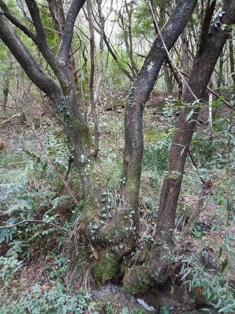 冯氏下山桩黄栌树下山桩