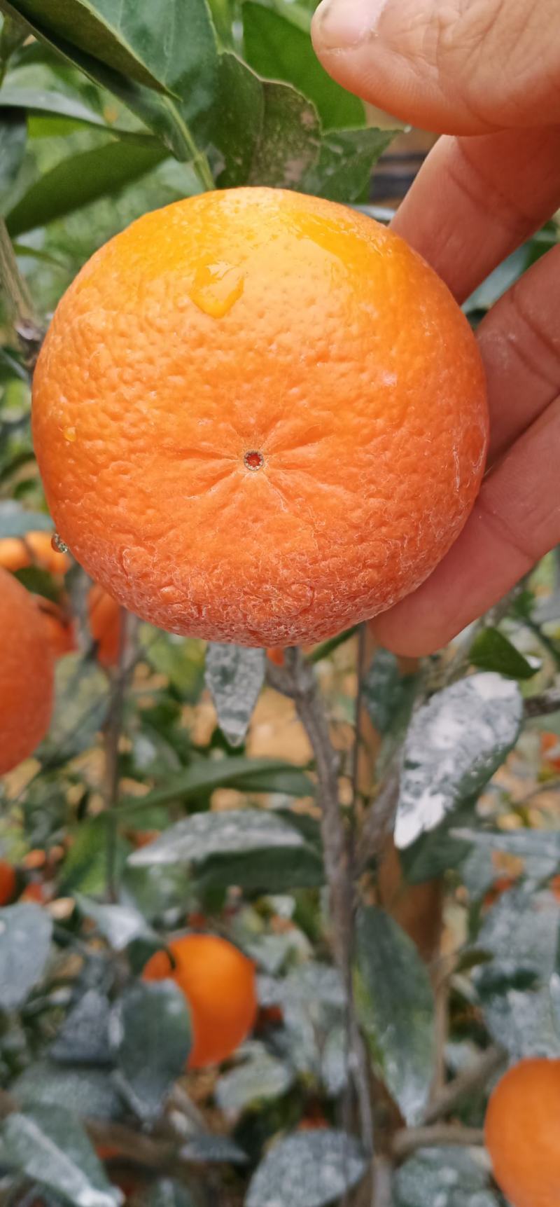 广西沃柑电商平台小果，规格55起大量供货，社区团购等各个