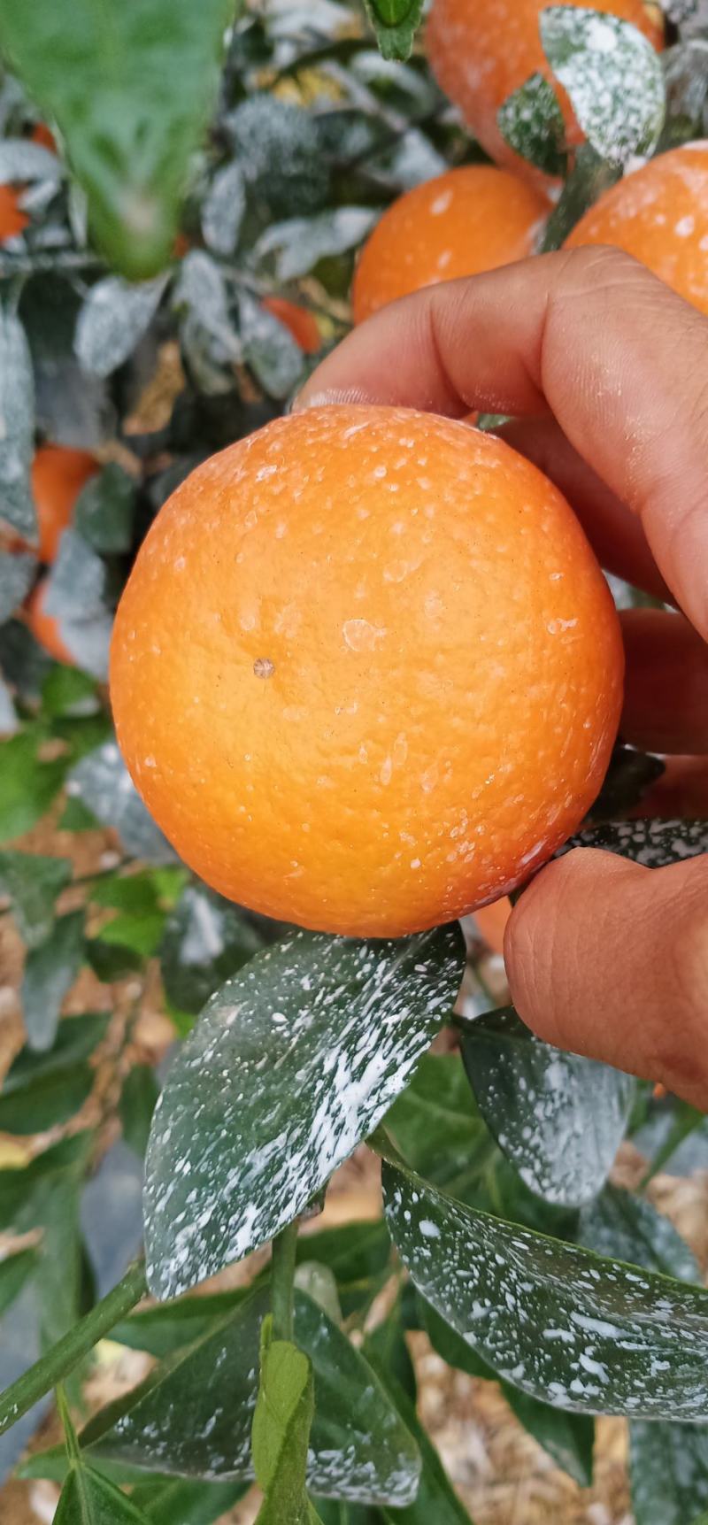广西沃柑电商平台小果，规格55起大量供货，社区团购等各个