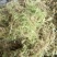 苔藓干鲜货干净够干大量批发冬眠佳品地绿化等