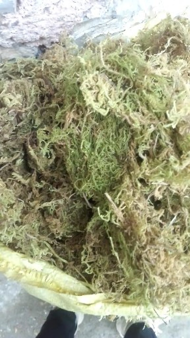 苔藓干鲜货干净够干大量批发冬眠佳品地绿化等