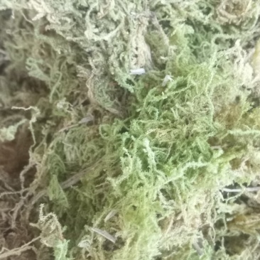 苔藓干鲜货干净够干大量批发冬眠佳品地绿化等